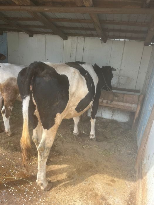 Vând vaca.    .         .