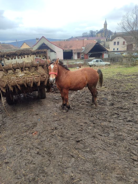 Vând mânz  cuminte