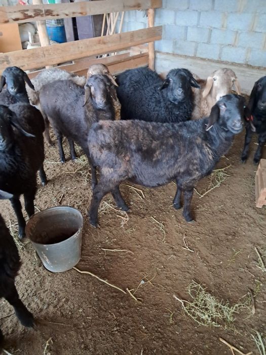 Қозы баран ягнят