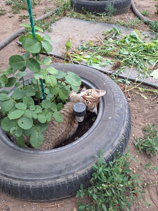 Пристраивается,в добрые руки.