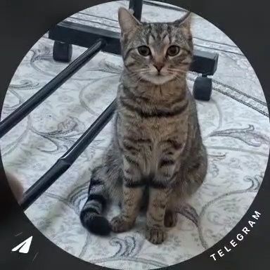 Mushuk berib yuboriladi