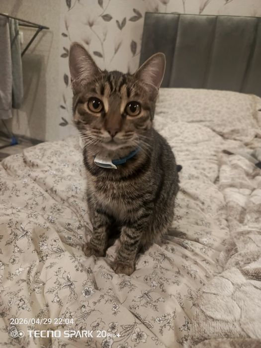 Отдаём котёнка 4 месяца