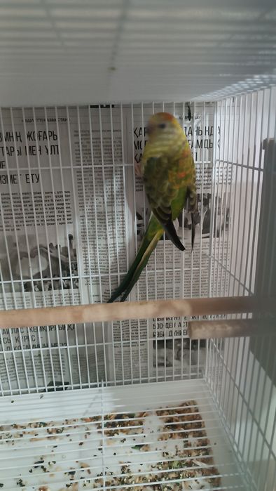Певчие попугай Атласные