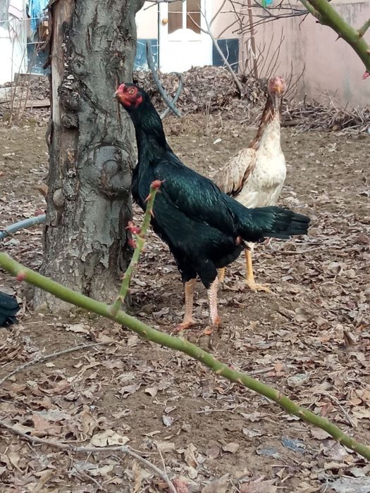 Макен сотилади зотка