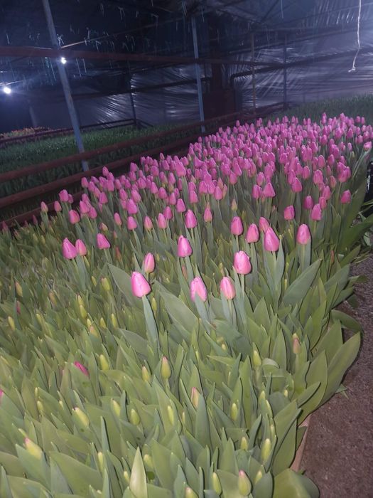 Тюльпан крупный местный