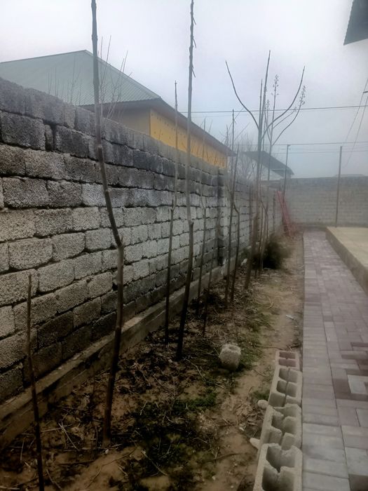 Павлония дерево 2 год