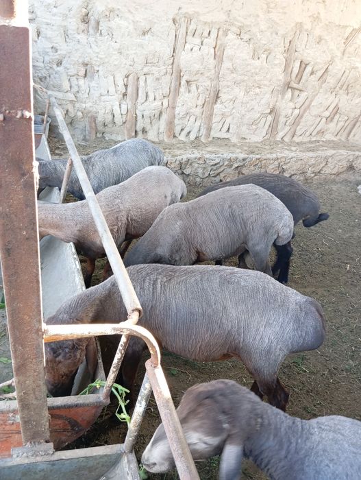 Barragla sotiladi