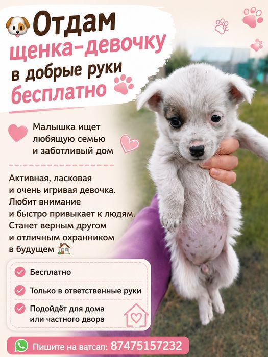 Отдам щенка бесплатно