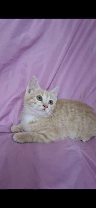 Персиковая девочка котенок Перси в добрые руки!
