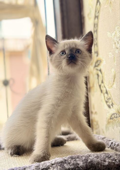 Original "> Каролевский Сиям