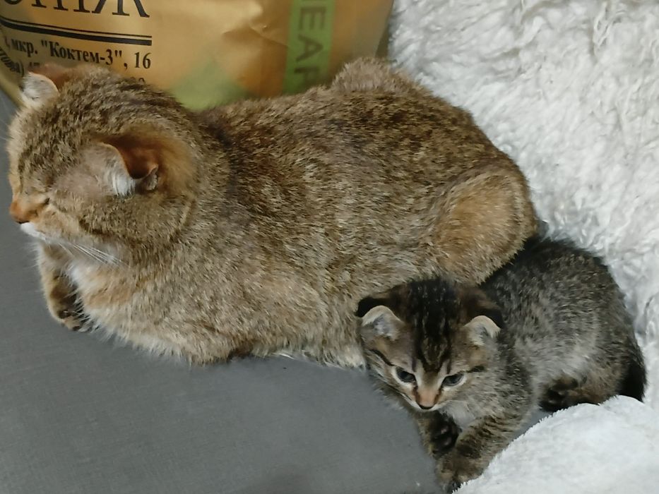 Продам вислоухих котят