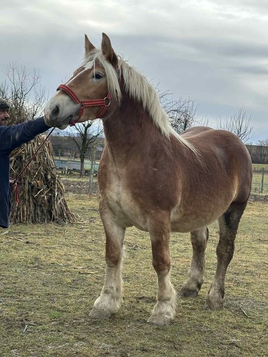 Vând Manza grea gestantă