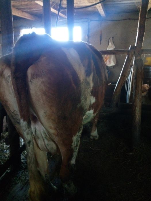 Vănd vacă bălță românească