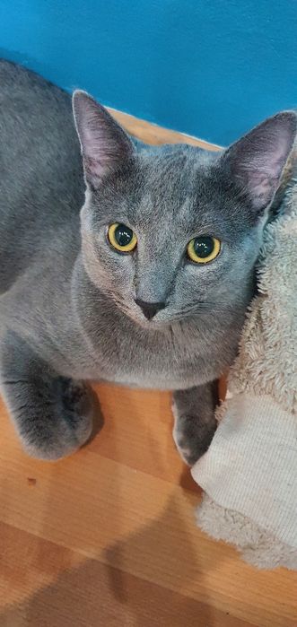 Pisica spre adoptie motanel