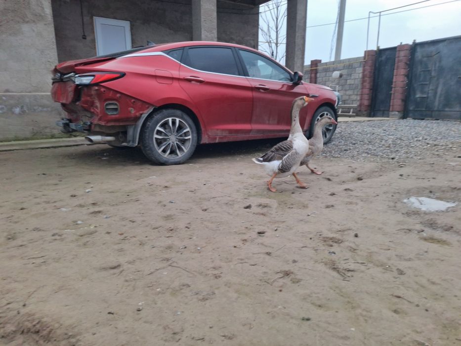 Российски қаз/гус