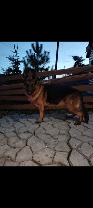 Щенки немецкой овчарки