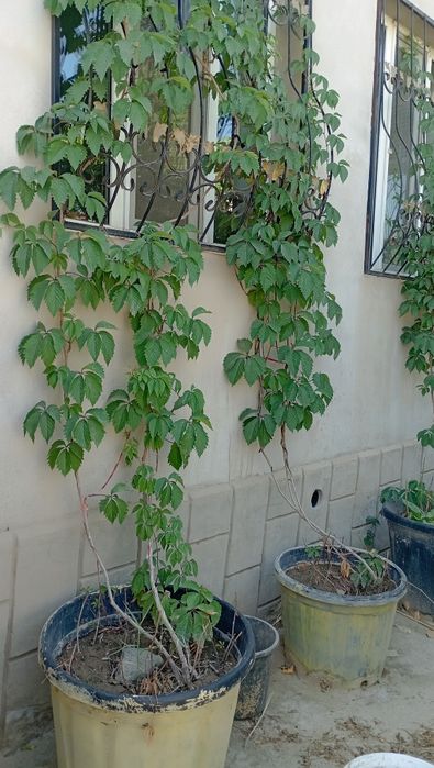 Дикий виноградый