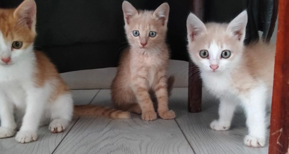Отдам котят в добрые руки