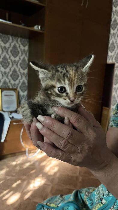Котята бесплатно