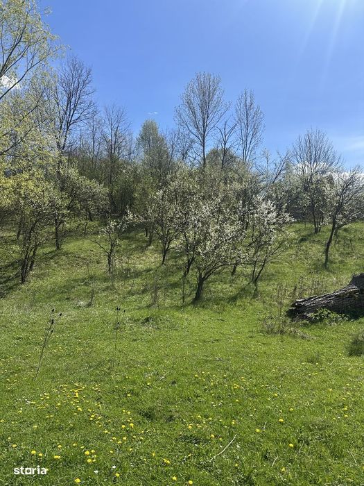 Provița de Jos - teren intravilan 2035mp - 13 Euro/mp