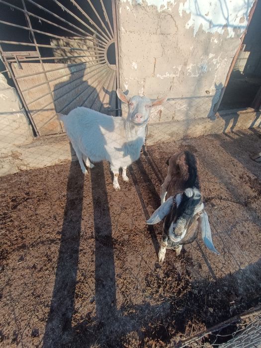 Орыс ешкі  и. Теке.