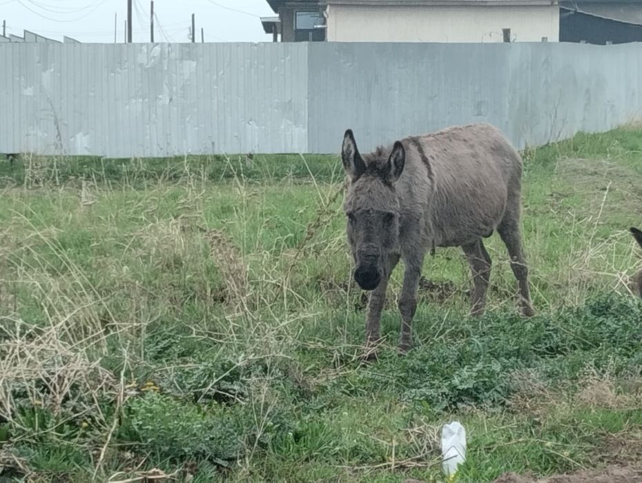 Срочно продам Осла