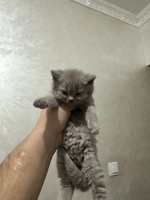 Кошки Скоттиш Фолд