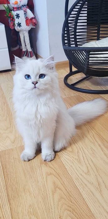 Baiat british longhair din ambii parinti Campioni Mondiali