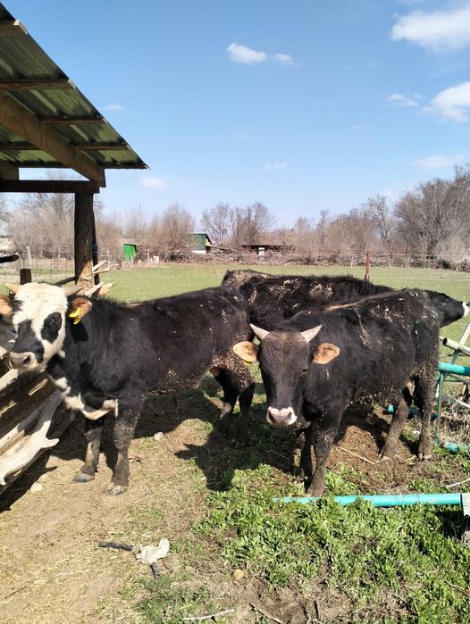 Байланған бұқалар сатылады