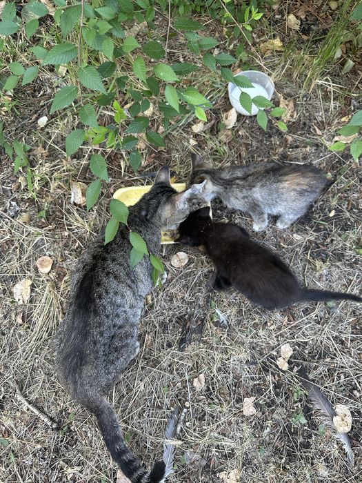 Котёнок ищет дом