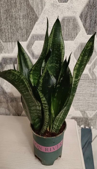 Сансивиерия , цветок