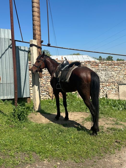 Продам Жеребеца 4 года