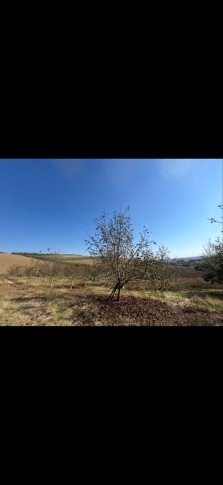 Plantatie nuci pe rod teren intravilan Saulita 2.5 ha
