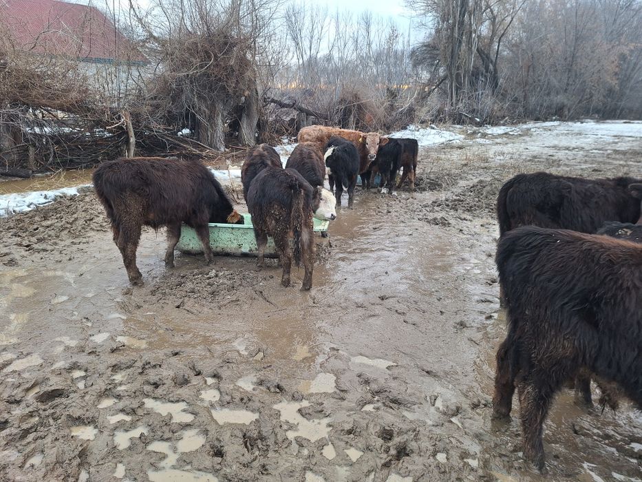 14 бас еркек тайыншалар сатлады