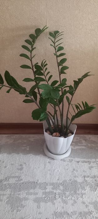 Продам комнатные цветы