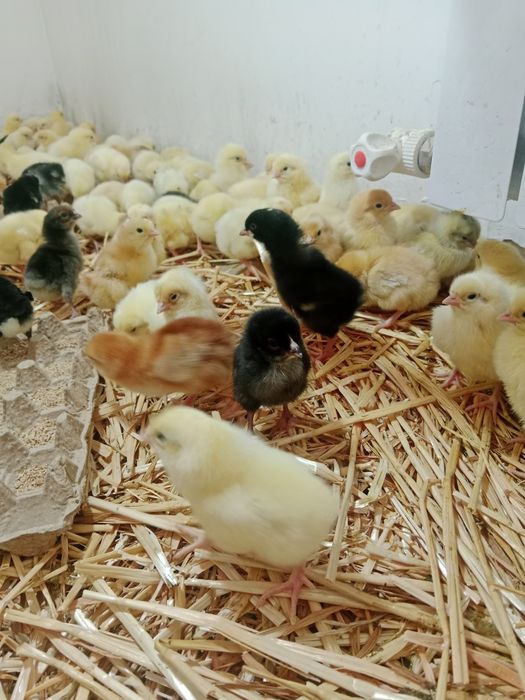 Несушка жужа сотаман 20 мин