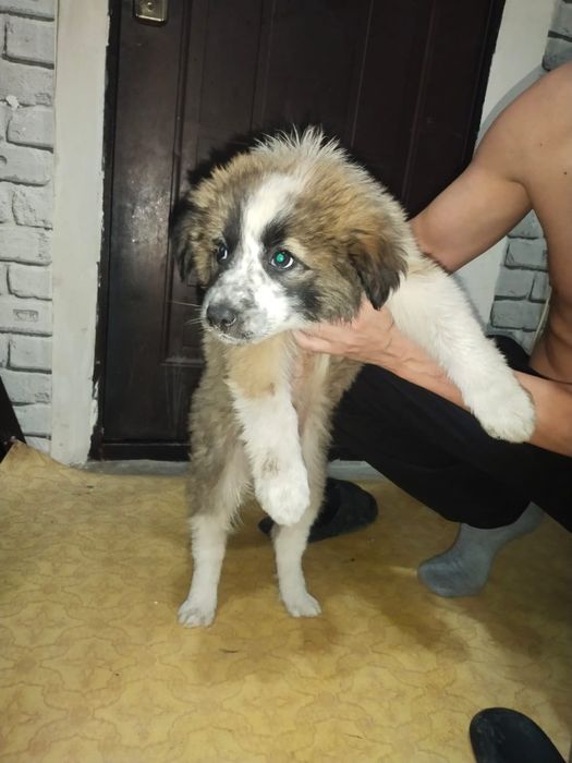 Одам в добрые руки щенков маломута