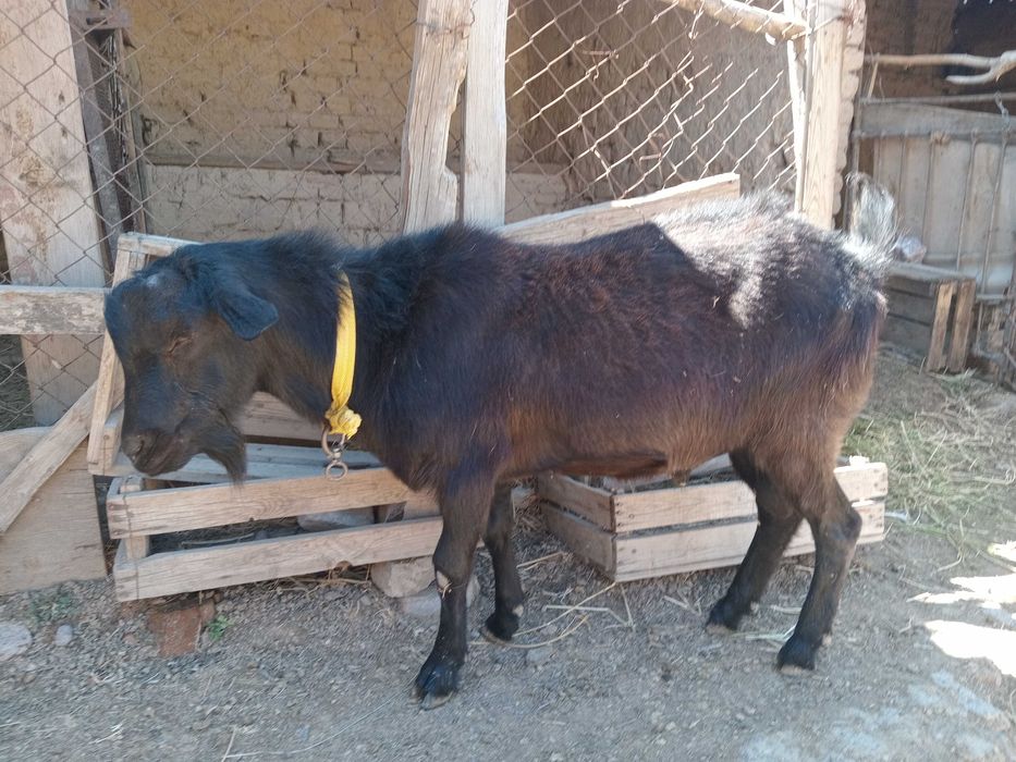 Таза қанды алпи теке сатылады.