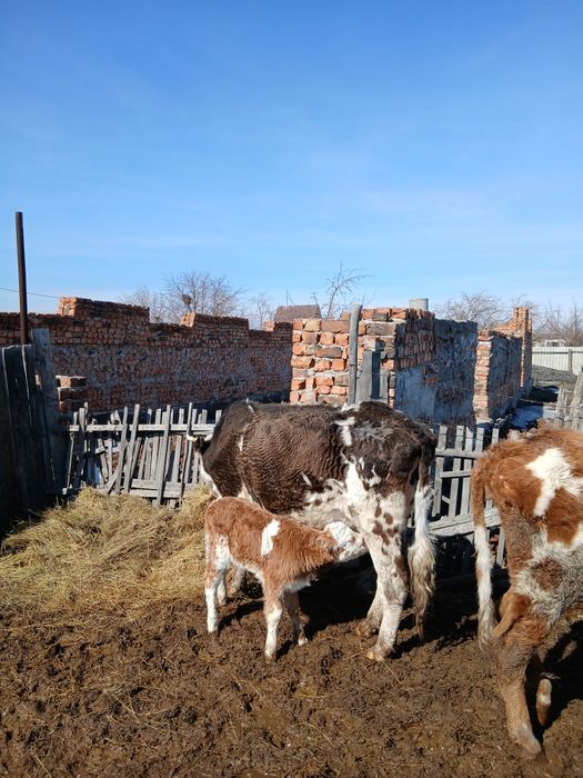 Продам коров, много