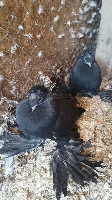 Голуби пискуны на игру