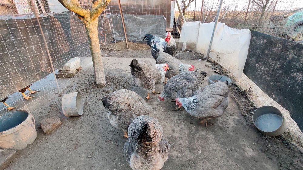 Ouă pt incubat Plymouth silver