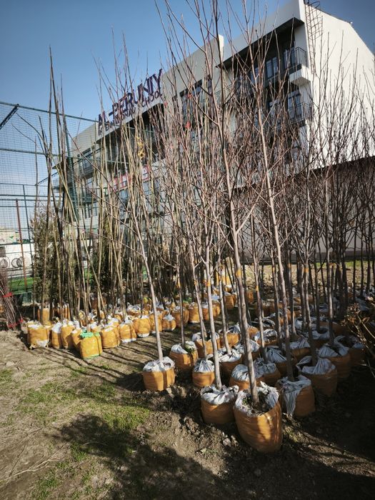 Daraxtlar va archalar gullar