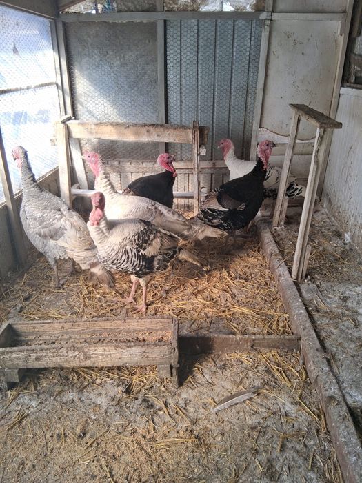 Curci,curcani,cocosi albi,gaini Australalop/Motate olandeze