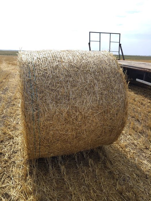 Baloți Paie 155/120