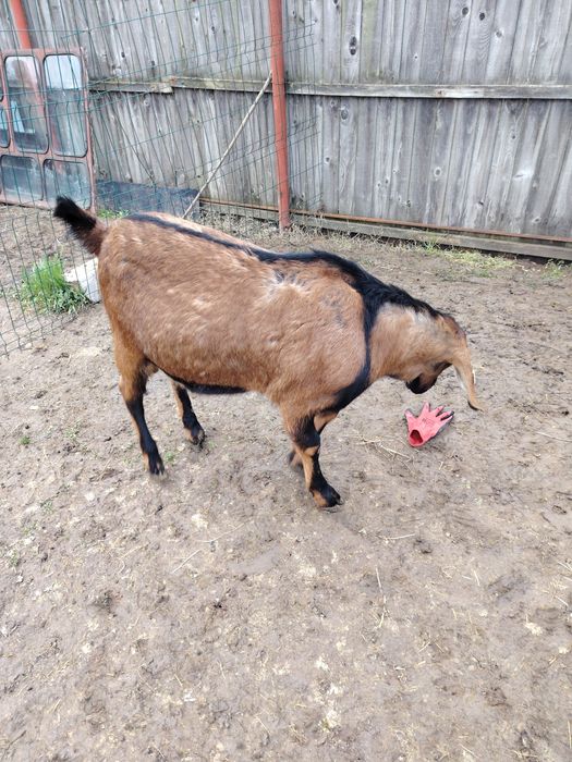 Vând țap Aglo Nubian rasă pură cu pedigree, vârsta 1 an
