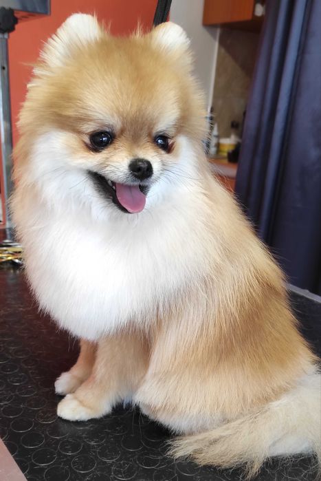 Груминг студио,подстригване на домашни любимци - кучета и котки