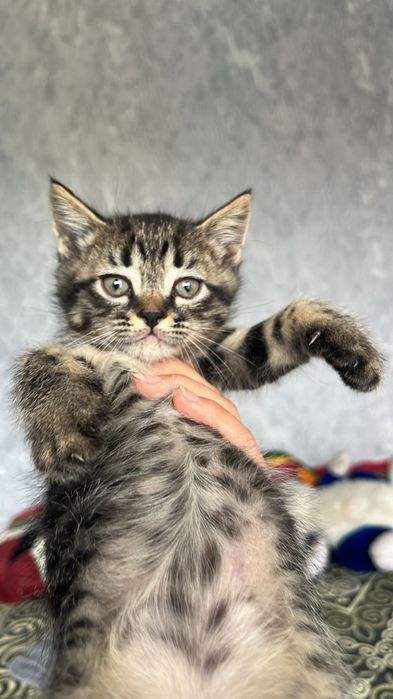 Отдам котёнки бесплатно