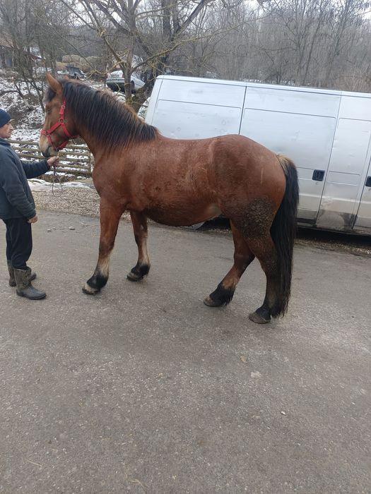 Mânză de 2 ani jumate vând sau schimb cu vaci sau juninci