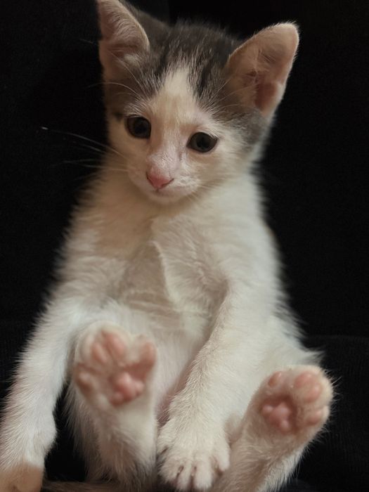 котенок 1,5месяца