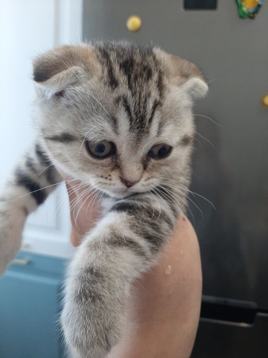Котята шотландской породы